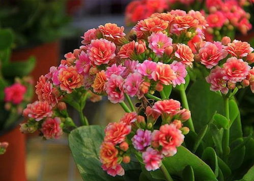 長壽花夏天能開花嗎？一年四季養護方法全在這里